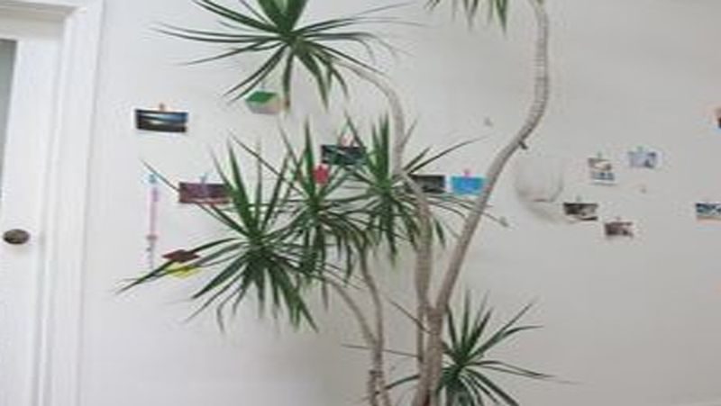 ड्रैगन ट्री (Dragon tree)
ड्रैगन ट्री को ड्रैसिनिया भी कहते हैं। यह हमेशा हरा-भरा रहता है। घर में लगाने से बेंजीन, फॉर्मेल्डिहाइड, जाइलीन, टोलुइन और ट्राईक्लोरोएथिलीन जैसी जहरीली गैसों को सोख लेता है। इस प्लांट से ऑक्सीजन निकलती है। यह 2 से 5 मीटर तक ऊंचे होते हैं।
