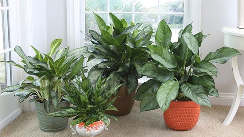 चाइनीज एवरग्रीन (Aglaonema)
चाइनीज एवरग्रीन कम रोशनी में पनपते रहते हैं। इनकी अधिकतम ऊंचाई 3 फीट होती है। बड़ी-बड़ी पत्तियों वाले यह पौधे वातावरण से बेंजीन और फॉर्मेल्डिहाइड को सोख लेता है। कार्बन डाईआक्साइड के स्तर को कम करते हैं। 