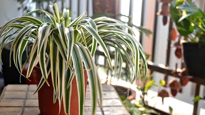 स्पाइडर प्लांट (Spider plant)
स्पाइडर प्लांट को रिबन प्लांट के नाम से भी जाना जाता है। स्पाइडर प्लांट आसपास के वातावरण से तेजी से कार्बन मोनोऑक्साइड (CO) और जाइलीन (Xylene) सोख लेते हैं। इसकी पत्तियां घरेलू जानवरों और बच्चों के लिए नॉन टॉक्सिक होती हैं। स्पाइडर प्लांट में आपको रोज पानी देने की आवश्यकता नही होती है।
