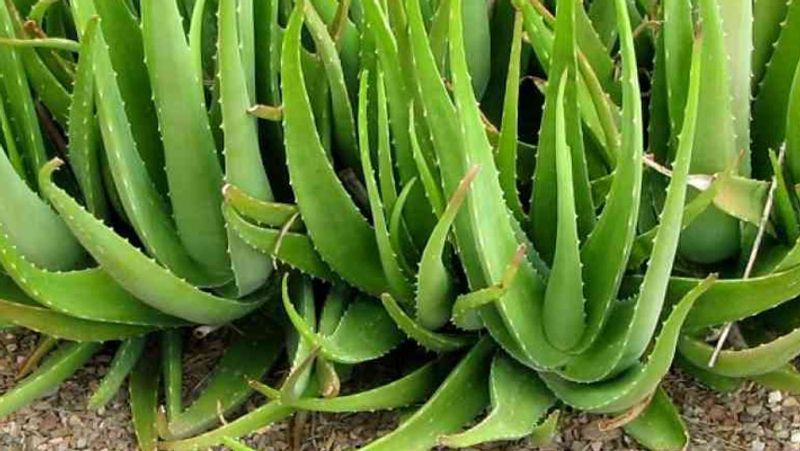 एलोवेरा (Aloe vera )
इसे घृत कुमारी के नाम से भी जाना जाता है। आयुर्वेद में इसके कई और औषधीय उपयोग हैं। ये पौधा वातावरण में वार्निश, फ्लोर वार्निश और डिटर्जेंट्स में पाए जाने वाले टॉक्सिन बेंजीन (benzene) और फॉर्मेल्डिहाइड (formaldehyde) को सोख लेता है। इसे पानी देने की बहुत कम जरूरत होती है। 