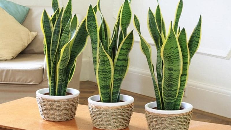 स्नेक प्लांट (Dracaena trifasciata)
स्नेक प्लांट उन पौधों में से एक है जो दिखने में तो अच्छा लगता ही है इसके साथ ही हवा की गुणवत्ता को सुधारने का काम करता है। यह पौधा रात में ऑक्सीजन बनाने के लिए जाना जाता है। एक कमरे में एक पौधा एक शख्स के लिए पर्याप्त माना जाता है। स्नेक एक सामान्य हाउसप्लांट है जिसे संसेविया ट्रिफ़सिआटा भी कहा जाता है। स्नेक प्लांट घर के अंदर की वायु यानी कि इनडोर एयर को फ़िल्टर करने में मदद करता है।
