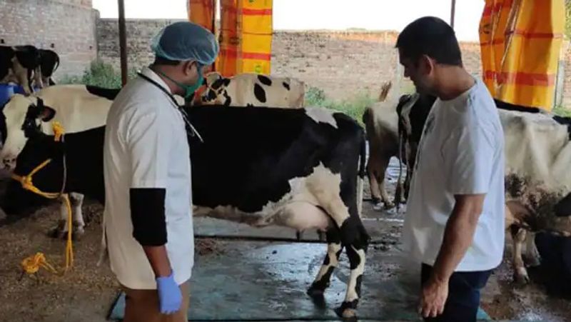 गौशाला का निर्माण
धोनी के फार्म हाउस में गौशाला का निर्माण लगभग पूरा हो चुका है। कहा जा रहा है कि इस फार्म हाउस में 300 से ज्यादा गायों के रखने के इंतजाम हैं। कुछ महीनों से गायों के दूध लगातार रांची के ईजा फार्म हाउस के आउटलेट जरिये बेचे भी जा रहे हैं। 