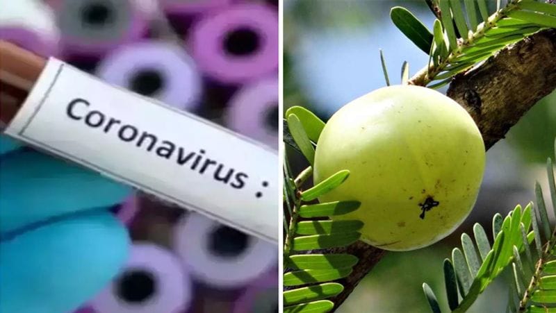 आंवला खाने के फायदे
आंवला विटामिन सी का काफी अच्छा स्रोत है। इसमें एक संतरे की तुलना में 8 गुना अधिक विटामिन सी होता है। कोरोनाकाल में जब सबसे ज्यादा विटामिन सी का सेवन करने की बात की जा रही है, तो आप संतरे की जगह इसको खा सकते हैं। इसके अलावा यह कैल्शियम और एंटीऑक्सिडेंट भी पाए जाते हैं।