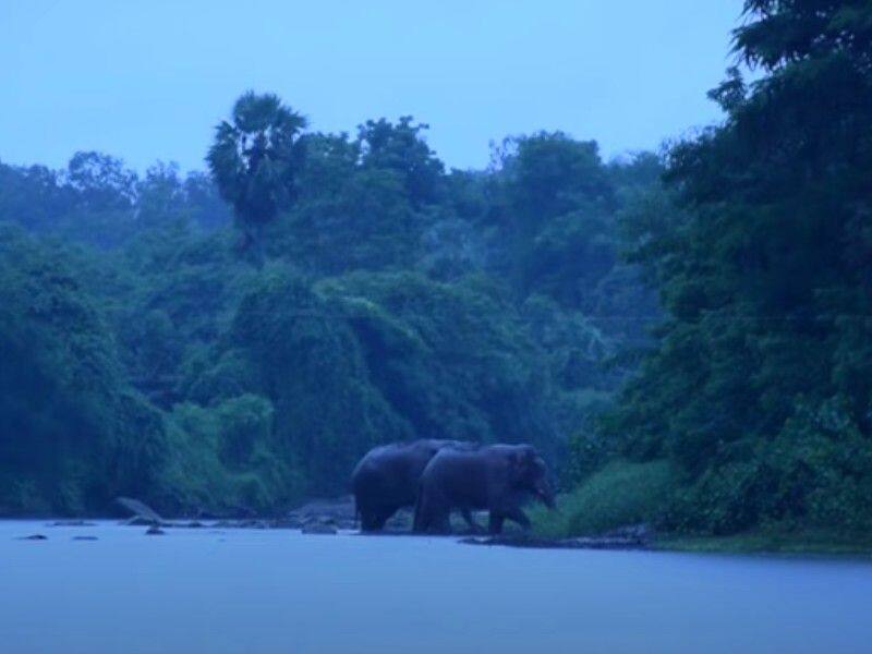 reveiw of Nadodikal a documentary on man wild elephant conflicts by KP Rasheed