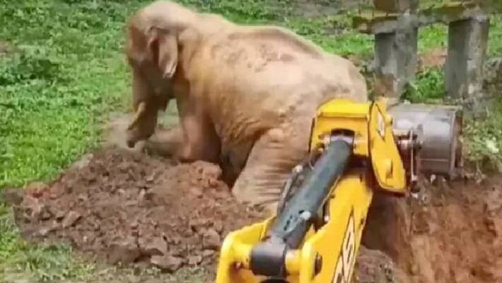 Elephants Incredible Rescue From Pit Elephants Incredible Rescue From Pit