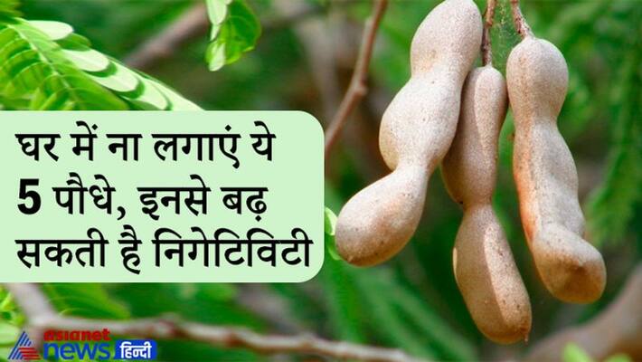 These plants should not be planted in or around the courtyard of the house, they can increase negativity KPI These plants should not be planted in or around the courtyard of the house, they can increase negativity KPI