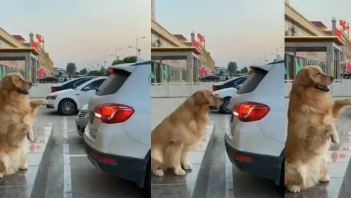 Dog Helps Owner to Park Vehicle Video Goes Viral Dog Helps Owner to Park Vehicle Video Goes Viral