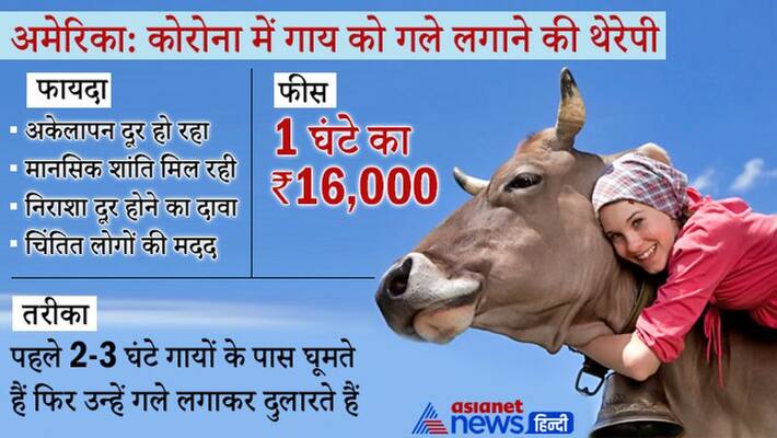 increasing trend of Cow Hug in the US to relieve tension kpn increasing trend of Cow Hug in the US to relieve tension kpn