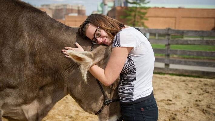 Popular cow Cuddling Therapy in the United States .. 200 rupees per hour .. Popular cow Cuddling Therapy in the United States .. 200 rupees per hour ..