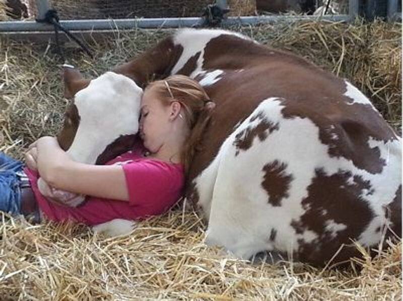 Popular cow Cuddling Therapy in the United States .. 200 rupees per hour ..