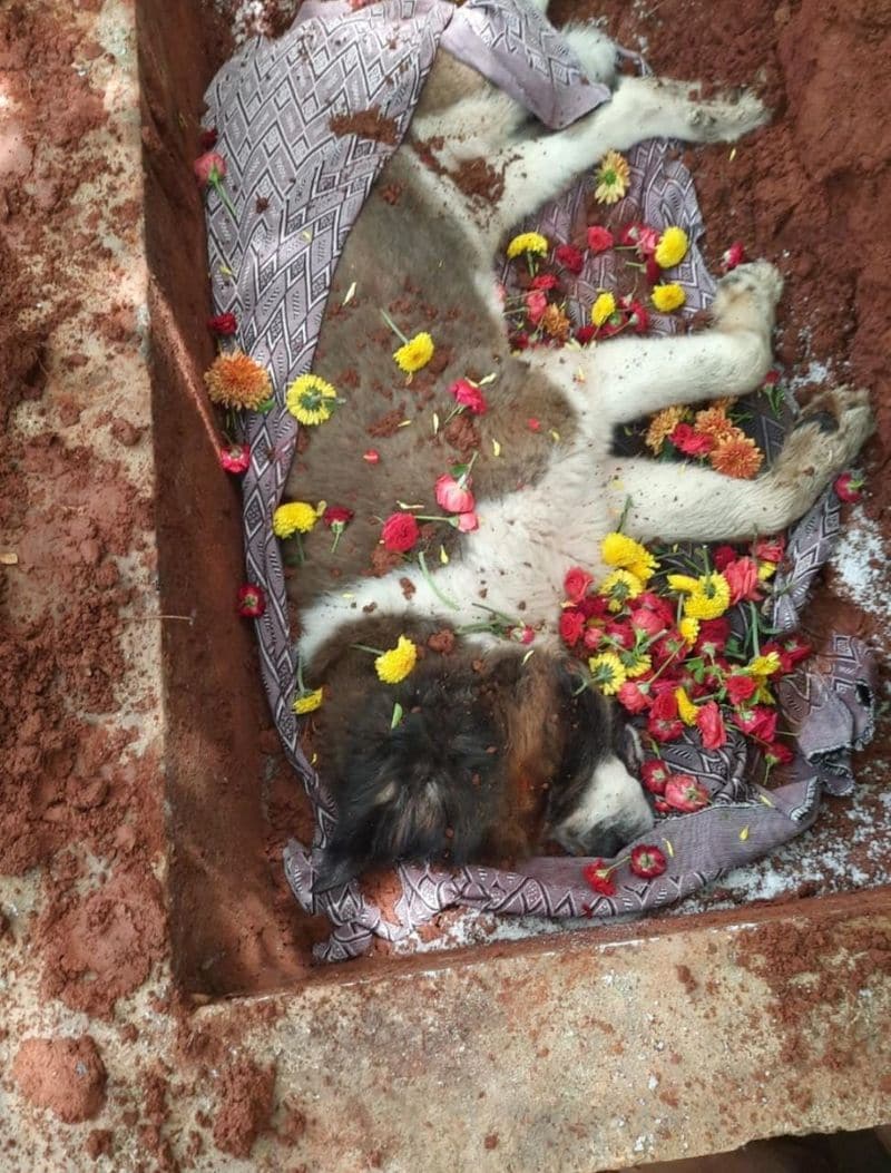ಸುಮಲತಾ ಅಂಬರೀಶ್ ಹಾಗೂ ಅಭಿಷೇಕ್ ತಮ್ಮ ಮುದ್ದಿನ ಶ್ವಾನ ಅಸುನೀಗಿದ್ದರಿಂದ, ದುಃಖದಲ್ಲಿದ್ದಾರೆ.