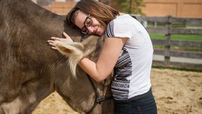 cow cuddling becomes trend in usa during pandemic cow cuddling becomes trend in usa during pandemic
