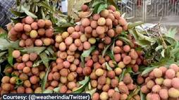 Boosting farmers Boosting farmers Shahi Litchi from Bihar exported to United Kingdom