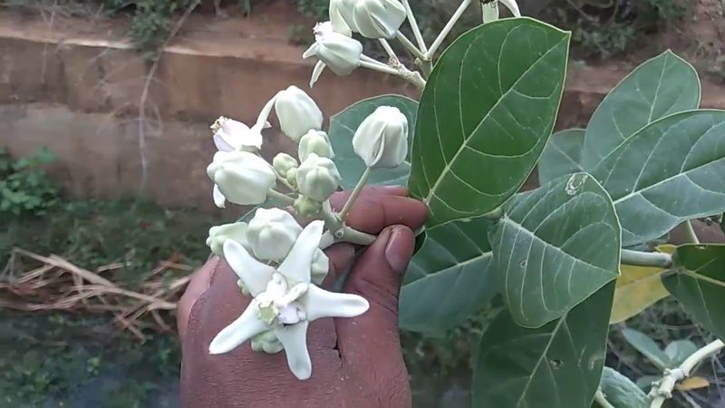 తెల్ల జిల్లేడు పూల మొగ్గలు, (తెల్ల జిల్లేడు పువ్వు) : ఆకలి పుట్టిస్తుంది. జీర్ణశక్తి పెంచుతుంది. అరుచి, శ్వాసకాసలనూ, మూలశంకనూ హరిస్తుంది. వీర్యవృద్ధి కలిగిస్తుంది. ఎండిన తెల్లజిల్లేడు పువ్వు తాంబూలంలో చేర్చుకుంటూ పొడి దగ్గు, శ్లేష్మం, వగర్పు తగ్గుతాయి. ఆమ్లం ఉన్నా తగ్గుతుంది.