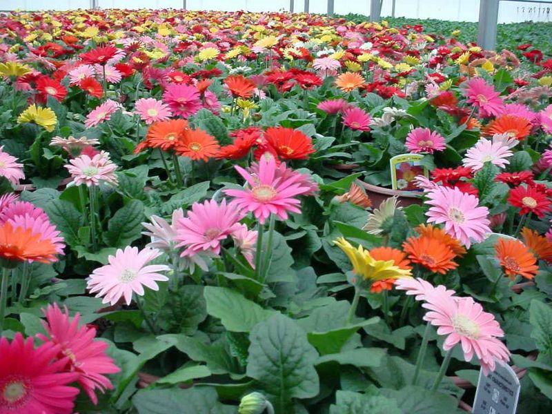 జెర్బరా డైసీ (gerbera daisy) : మొక్కతో పాటు రంగు రంగుల పూలతో అందంగా ఆహ్లాదపరుస్తాయి ఈ మొక్కలు. వీటివల్ల ఆక్సీజన్ ఉత్పత్తి పెరుగుతుంది. అంతేకాదు ఈ మొక్క మంచి ఎయిర్ ఫ్యూరిఫైర్ గా కూడా పనిచేస్తుంది.