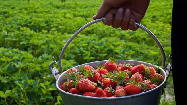 Good Earn With Low Investment by Strawberry Cultivation Along with Govt Subsidy Good Earn With Low Investment by Strawberry Cultivation Along with Govt Subsidy