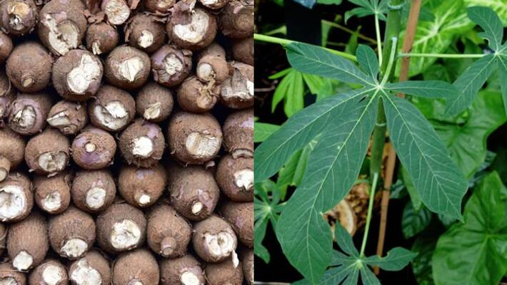 tapioca farmer donates 25 lakh worth tapioca free for neighborhood tapioca farmer donates 25 lakh worth tapioca free for neighborhood