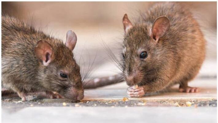 Rat fever symptoms and prevention tips Rat fever symptoms and prevention tips
