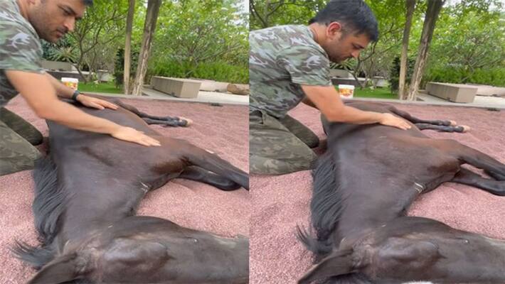 MS Dhoni massaging His Horse Chetak, Wife Sakshi Singh Shares Video dva MS Dhoni massaging His Horse Chetak, Wife Sakshi Singh Shares Video dva