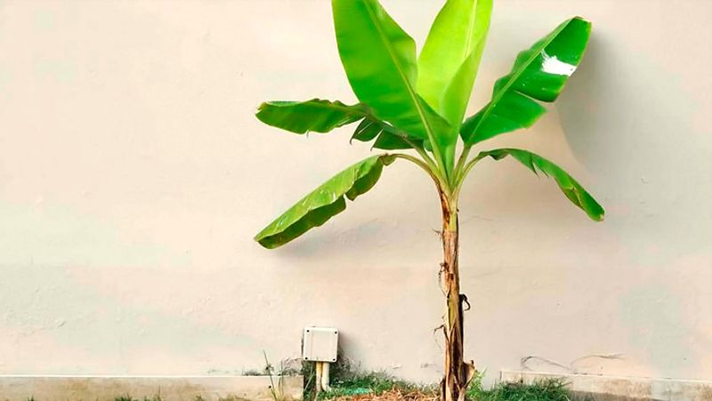 यहां लगाएं केले का पेड़
करियर में सफलता पाने के लिए घर के सामने केले का पेड़ लगाना चाहिए, लेकिन इस बात का ध्यान रखें की केले का वृक्ष कभी भी घर के अंदर न लगाएं। इसके साथ ही केले के वृक्ष के चारों तरफ साफ़-सफाई का विशेष रखें। मान्यता है कि जिस तरह केले का पेड़ बढ़ता और फलता-फूलता उसी तरह करियर भी आगे बढ़ता है।