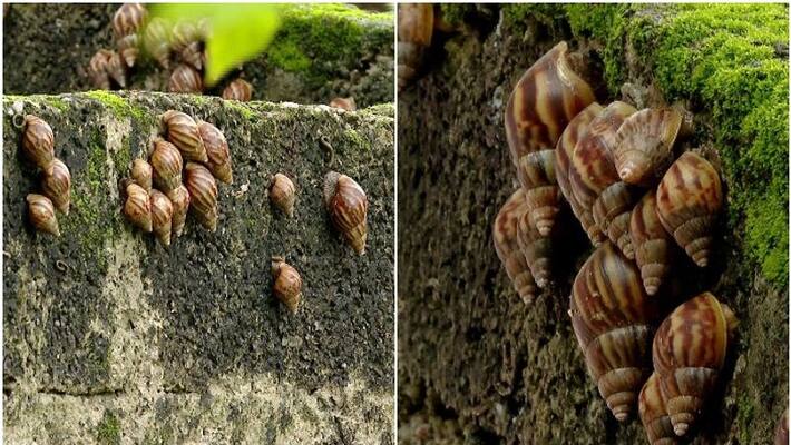after destroying crops rare disease spread from snail in kottayam after destroying crops rare disease spread from snail in kottayam