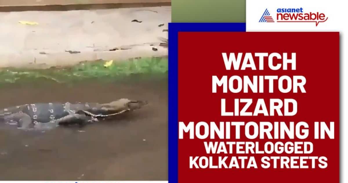 Monitor lizard crawling in waterlogged Kolkata streets goes viral after