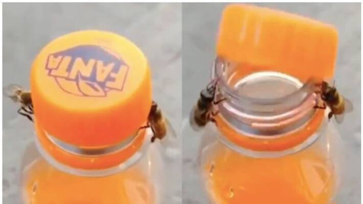 Two Bees Work Together To Open A Bottle In Jaw Dropping Clip Two Bees Work Together To Open A Bottle In Jaw Dropping Clip