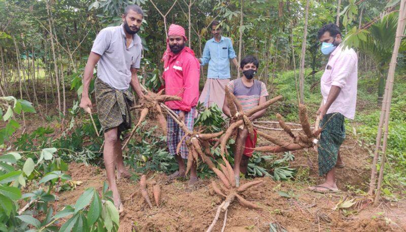 youth organization distributes tapioca cultivated in 1.5 acre land to tribes who were hit by covid in wayanad