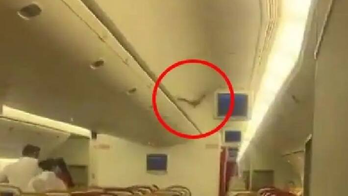 Air India flight returns after crew spots bat in cabin KPP Air India flight returns after crew spots bat in cabin KPP