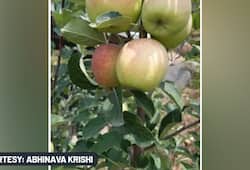 Himachal Pradesh Farmer develops apples that dont require long chilling hours  for  flowering,  fruit setting