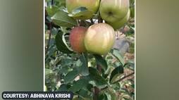 Himachal Pradesh Farmer develops apples that dont require long chilling hours  for  flowering,  fruit setting
