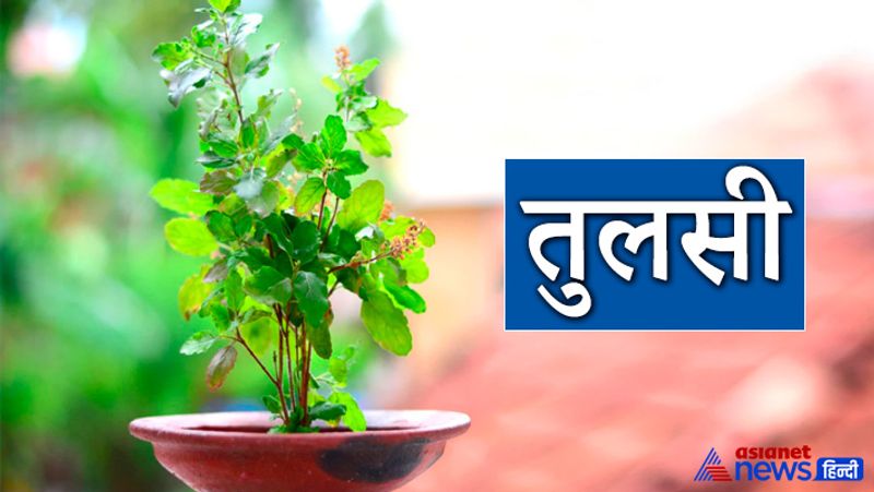 तुलसी
धर्म शास्त्रों में तुलसी के पौधे के नीचे शाम को दीपक जलाने का बहुत महत्व माना गया है। मान्यता है कि ऐसा करने से को उस स्थान विशेष पर नकारात्मक ऊर्जा का प्रभाव नहीं पड़ता है और घर में सुख समृद्धि बनी रहती है। ज्यादातर लोग तुलसी में ऐसे ही दीपक प्रज्वलित कर देते हैं लेकिन तुलसी में दीपक प्रज्वलित करते हुए उसे चावल का आसन देना चाहिए और रोज शाम को दीपक जलाना चाहिए।
