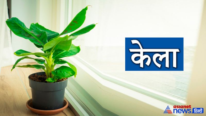 केला
प्रत्येक गुरुवार को केले के पेड़ के नीचे दीपक जलाना बहुत शुभ माना जाता है। इससे बृहस्पतिदेव की कृपा बनी रहती है। यदि आप भी केले के वृक्ष में तो इस बात का ध्यान रखना चाहिए कि शुद्ध घी का दीपक ही प्रज्वलित करना चाहिए।
