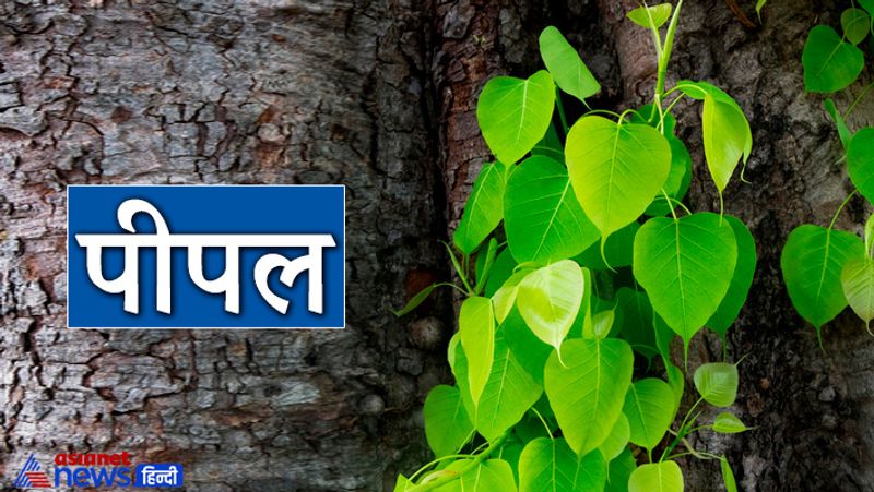 पीपल
शनिवार को पीपल के नीचे दीपक हमेशा या तो सूर्यास्त के बाद या फिर सूर्योदय से पहले जलाना चाहिए। इसके साथ ही प्रत्येक अमावस्या को रात्रि में पीपल के नीचे शुद्ध घी का दीपक जलाने से पितर प्रसन्न होते हैं, जिससे घर में खुशहाली आती है। मान्यता है कि यदि नियमित रूप से लगातार 41 दिनों तक पीपल के नीचे सरसों के तेल का दीपक प्रज्वलित किया जाए तो सभी मनोकामनाओं की पूर्ति होती है।
