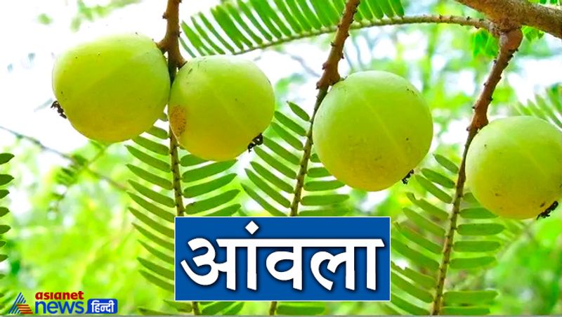 आंवला
धर्म ग्रथों में आंवला को भी पूजनीय वृक्ष बताया गया है। रोज शाम को इसके नीचे शुद्ध घी का दीपक लगाना चाहिए। इससे देवी लक्ष्मी प्रसन्न होती हैं और धन संबंधी समस्याओं का निदान होता है।
