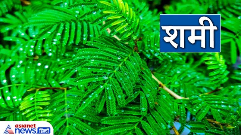 शमी
ये पेड़ शनिदेव से संबंधित है। शनि दोष के अशुभ प्रभाव से बचने के लिए शमी वृक्ष के नीचे रोज दीपक जलाना चाहिए। रोज दीपक न लगा पाएं तो प्रत्येक शनिवार को ऐसा करना चाहिए।
