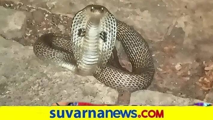 Three Woman Dies due to Snake Bite at Kadur in Chikkamagaluru grg Three Woman Dies due to Snake Bite at Kadur in Chikkamagaluru grg