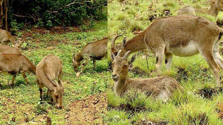 breeding season of nilgiri tahr started, iravikulam national park may be closed early breeding season of nilgiri tahr started, iravikulam national park may be closed early