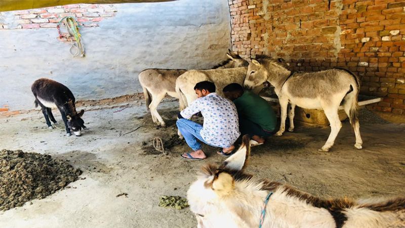 Health benefits of Donkey milk that keeps you free from allergy