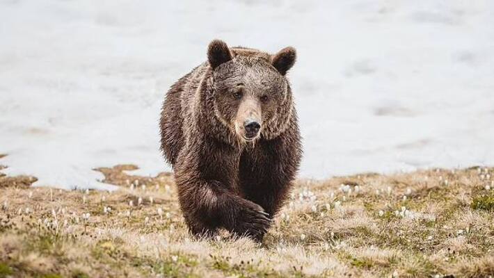 loneliest bear wake up to new life loneliest bear wake up to new life