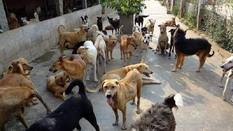 Since the attack case in Lucknow, pitbull owners have abandoned their pets.