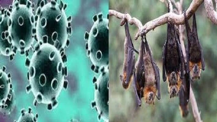 Chinese researchers find 24 new coronaviruses in bats amid renewed calls to probe COVID origins pod Chinese researchers find 24 new coronaviruses in bats amid renewed calls to probe COVID origins pod