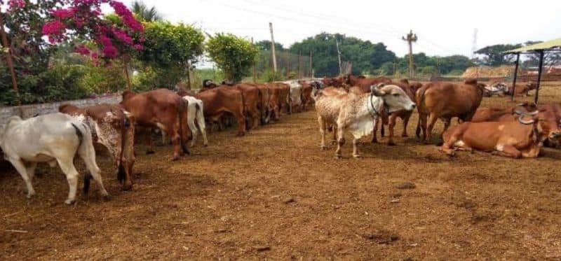 the news that cows are dying continuously due to a new mysterious disease that is spreading in cattle is causing fear