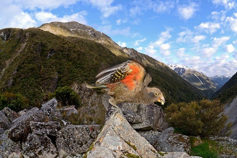 Kea parrots migrating to mountains to avoid people