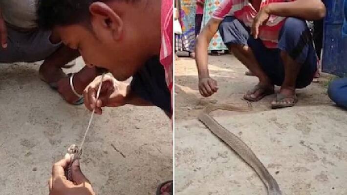 chhattisgarh news amazing saved the life of snake by breathing through his mouth by man in bastar kpr chhattisgarh news amazing saved the life of snake by breathing through his mouth by man in bastar kpr