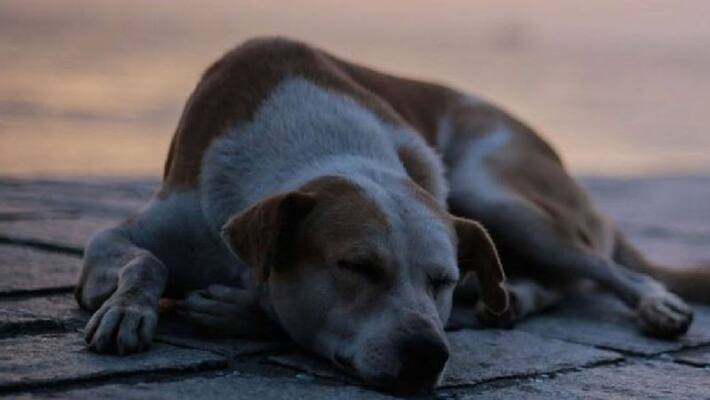 madhya pradesh police neighbour dog bites wife her husband shot dog in indore kpr madhya pradesh police neighbour dog bites wife her husband shot dog in indore kpr