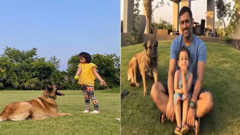 घोड़े के साथ ही हैं कई डॉगी
एमएस धोनी के 7 एकड़ में फैले फार्म हाउस में घोड़े (चेतक) के अलावा 6 डॉगी भी हैं, जिनका नाम लीह, जोया, जारा, सैम, गब्बर और लिली है। उनकी तस्वीर और वीडियो साक्षी अक्सर सोशल मीडिया पर शेयर करती रहती हैं।