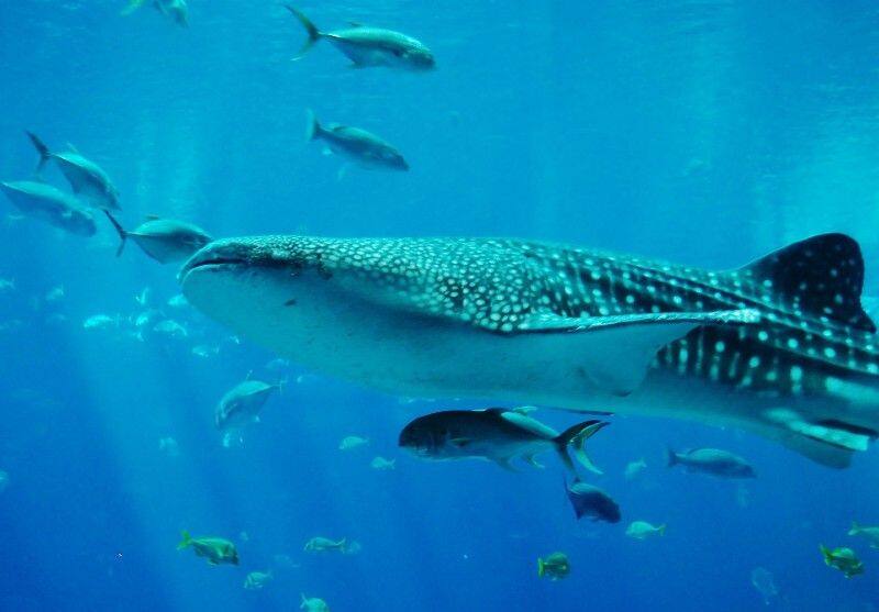 interesting facts about whale shark by Bucker ABoo
