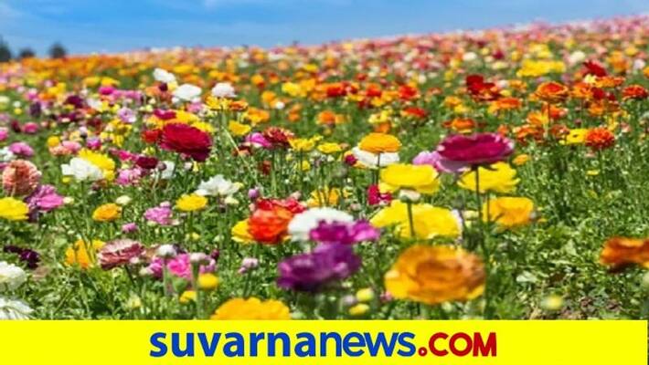 Flowers Price Falls due To Ashada Month snr Flowers Price Falls due To Ashada Month snr