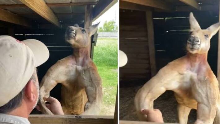 Kangaroo Pushing Netizens to Start WorkOut Kangaroo Pushing Netizens to Start WorkOut
